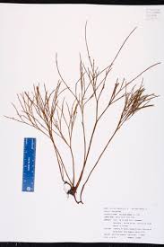 Image result for Psilotaceae