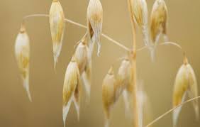 Why Oats Remain A Great Feed For Horses Horse Hound