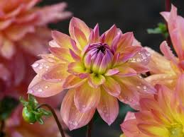 Pink and yellow flowers together. Pink And Yellow Rose Pictures Free Stock Photos Download 7 339 Free Stock Photos For Commercial Use Format Hd High Resolution Jpg Images
