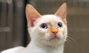 Siamese cats are highly active cats that demand love and attention. Looking To Adopt A Pet Here Are 5 Cuddly Kittens Available Now In San