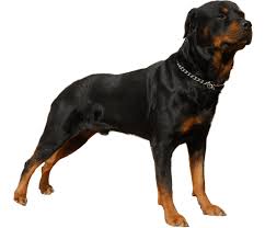 Puppyfind.com has been visited by 10k+ users in the past month Rottweiler Dog Breed Facts And Information Wag Dog Walking