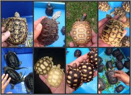 Thousands of reptiles, amphibians, inverts, feeders, supplies and more are all available for purchase to the public. Joe Jungle Exotic Pet Home Facebook