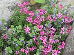 This family of plants will grow in the spring, summer and fall, but is most noticeable when it flowers. Free Photo Tiny Pink Flowers Flower Organic Pink Free Download Jooinn