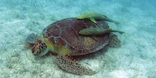 It is the only extant species in the genus eretmochelys. 2