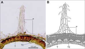 Image result for Lophiocarpus polystachyus