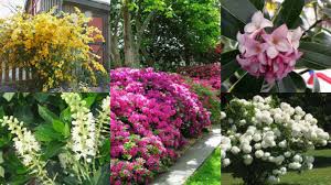Siepi fiorite da giardino : 12 Arbusti Ideali Per La Coltivazione In Ombra Guida Giardino