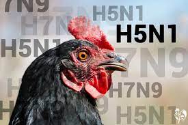 Bird flu can jump from poultry and wild birds to humans credit: Bird Flu What Is It And How Can You Protect Your Chickens