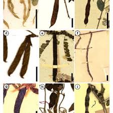 Image result for Dichilus