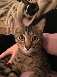When i adopted him i was told he was a tabby cat, but as he's grown (and i think he's. Bengal Tabby Mix Thecatsite