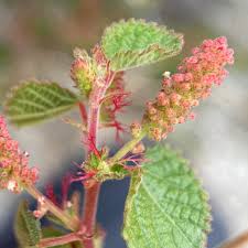 Image result for Acalypha paucifolia
