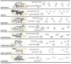 North America The Boreal Forest Britannica
