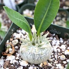 Image result for Dipcadi brevifolium