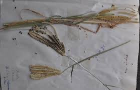Image result for Chloris pilosa