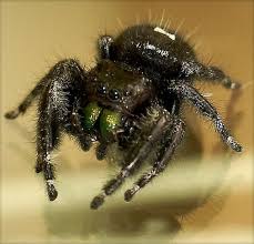 Halloween spiders these pictures of this page are about:spider with white markings on back. Black Spider With White Spot Black Spider With White Markings And Green Fangs Phidippus Audax Black Spider White Spot Spider