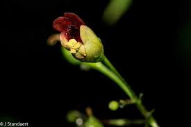Image result for Scrophulariaceae