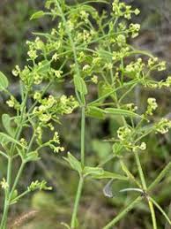 Image result for Rubia cordifolia