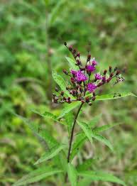 Image result for Asclepias graminifolia