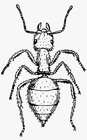 789 x 1102 jpeg 212 кб. Amazing Ant Tattoo Design Stencil Insect Black And White Png Image Transparent Png Free Download On Seekpng