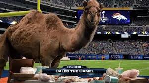 Hump day, what what!!!, camel. Hump Day Camel Home Facebook