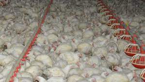 How Many Chickens Are Killed Every Day In Australia Vegan Australia