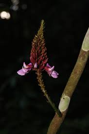 Image result for Macropsychanthus