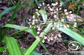 Image result for Hypolytrum