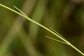 Image result for Aspidoglossum glabellum