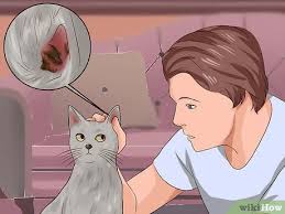 Soigner la gale du chat. Comment Eliminer La Gale Des Oreilles Chez Le Chat