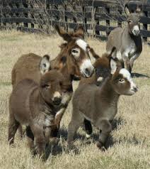 We would like to show you a description here but the site won't allow us. Jokes About Donkeys Drone Fest