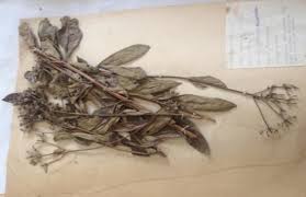 Image result for Lippia somalensis