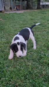 April, May, June, Fred and Ralph are here at the farm. They will be perfect medium mutts and are great with kids and other dogs. If you are looking for... | By