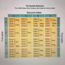 #2 a c t dna: Solved Transcription And Translation Practice Worksheet F Chegg Com
