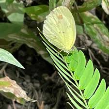 Image result for Mimosa Yellow 1990 Tracer