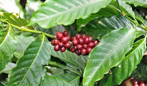 This online gift card is a great gift for coffee lovers. The Story Behind Perfect Coffee From Crop To Cup The History Of Coffee Costa Coffee