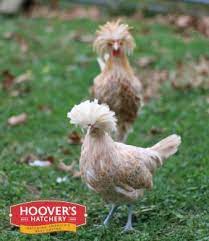 Caring For Baby Chickens - News From The Coop