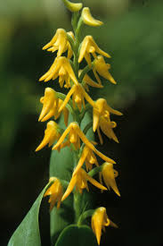Image result for Polystachya cultriformis (yellow-flowered form)