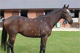 The bronchioles end in the small sacs called alveoli, where the barrier between the air and the blood is a thin membrane. Haygain Uk The Importance Of The Horses Respiratory System In Health And Performa