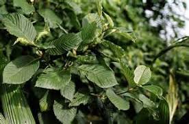 Cara pemisahan semai biji kratom 085750614050. Khasiat Daun Ketum Pokok Ketum Pembekal Kopi Utara Facebook