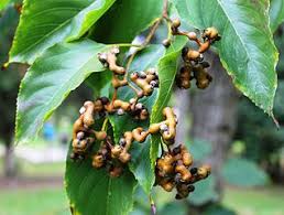 Image result for Hovenia