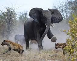 Hippo Mud Fight Photos Animal Fights Animals Wild Elephant Animal Pictures
