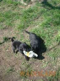 Wunderschöne , liebe und verspielte schneeweiße malteserwelpen. Flat Coated Retriever Hund In Schweiz Flat Coated Retriever Welpen Kaufen Verkaufen Schweiz Welpen Kaufen Flat Coated Retriever Schweiz Flat Coated Retriever Zuchter Kennel Welpen Kaufen Flat Coated Retrieverg In Schweiz