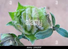 Image result for Barleria macrostegia