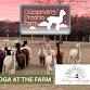 Yoga at Outstanding Dreams Alpaca Farm-August 1