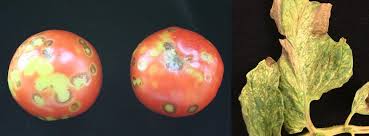 Image result for شانکر باکتریایی گوجه فرنگی