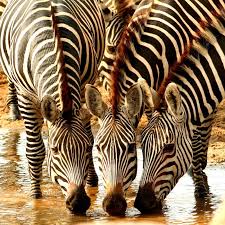 Zebra and domestic equines can be bred to produce hybrids called a when this trope is in play, a zebra will be seen alongside horses and even acting like them. The Zebra S Unique Coat Makes It A Popular Target For Hunters Zebras Animals Animals Beautiful