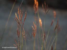 Image result for Digitaria argyrotricha