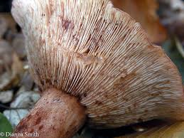 Image result for Lactarius mutabilis