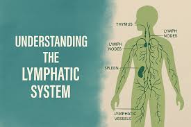Image result for Lymphatic Anatomy