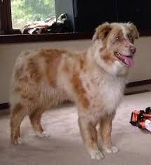 Add more commands and keep your training sessions fun for both you and your puppy and be consistent. Adopted Callie 6 Year Old Red Merle Female Australian Shepherd In Wiscons Australian Shepherd Red Merle Australian Shepherd Australian Shepherd Red Merle