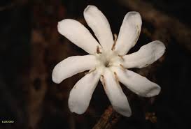 Image result for Coffea zanguebariae